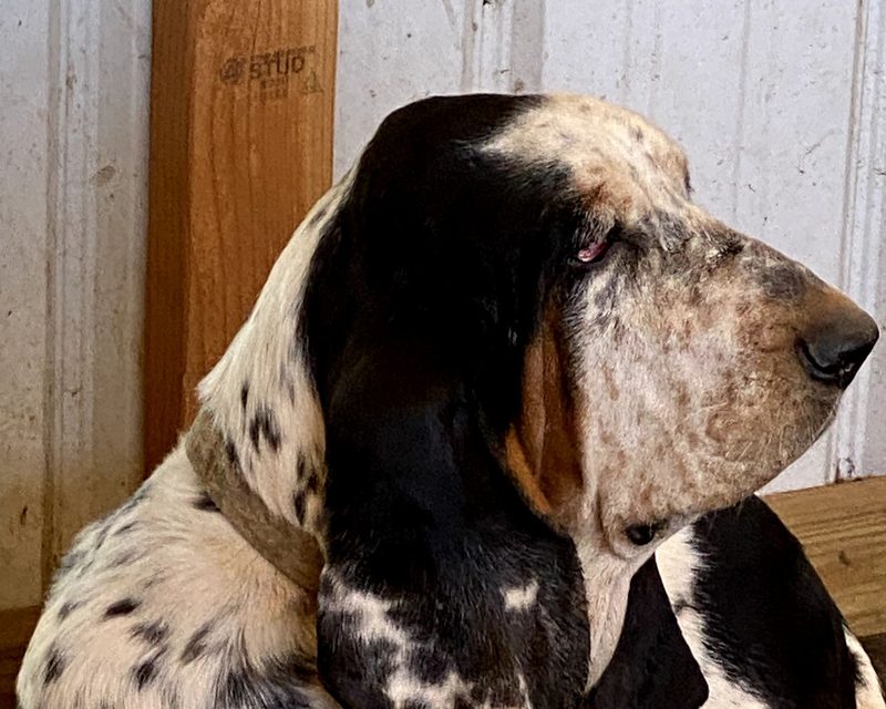 Dottie, our European basset hound